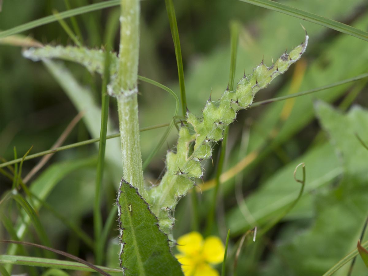 Bild: Blatt